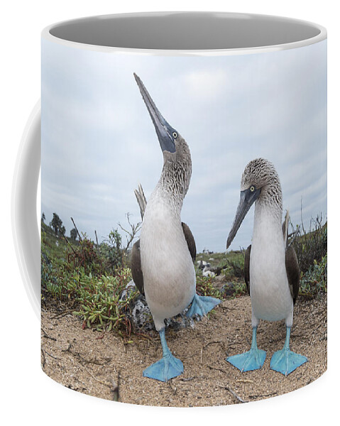 531676 Coffee Mug featuring the photograph Blue-footed Booby Courtship Dance by Tui De Roy