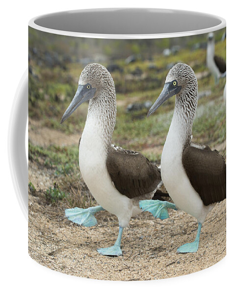 531698 Coffee Mug featuring the photograph Blue-footed Booby Pair Courting #8 by Tui De Roy