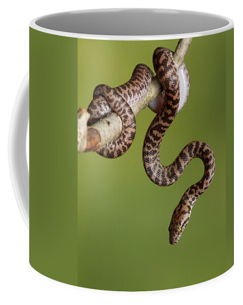 Snakes Coffee Mug featuring the photograph Spotted Python Antaresia Maculosa #6 by David Kenny