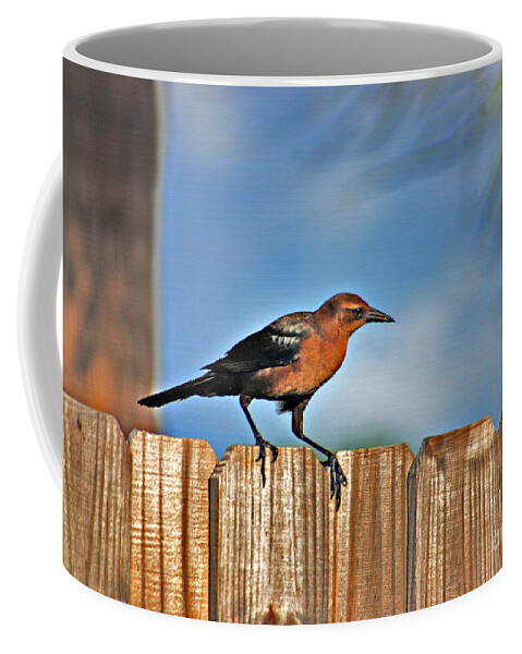 Grackle Coffee Mug featuring the photograph 63- Grackle by Joseph Keane