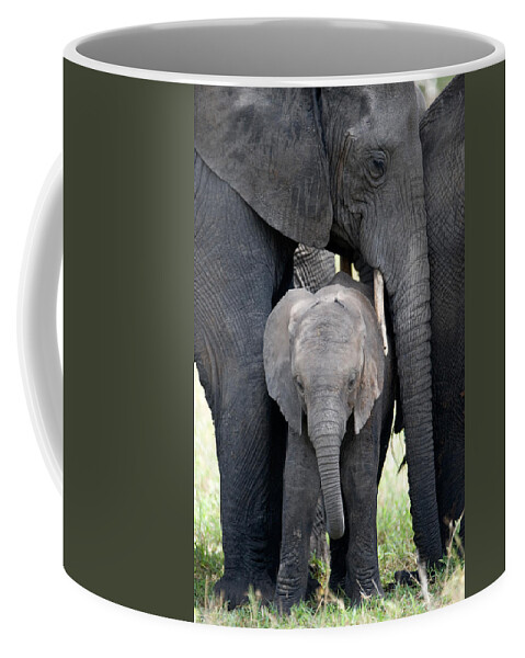 Photography Coffee Mug featuring the photograph African Elephant Loxodonta Africana #7 by Panoramic Images