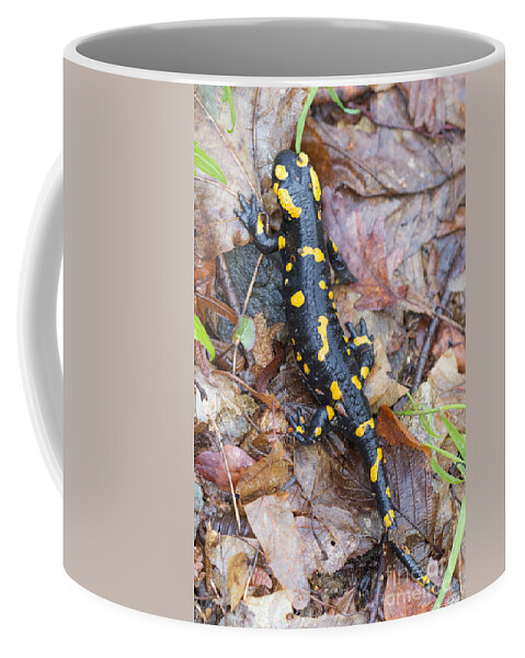 Bulgaria Coffee Mug featuring the photograph Fire Salamander #7 by Jivko Nakev