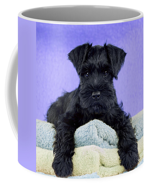 Dog Coffee Mug featuring the photograph Miniature Schnauzer Puppy #7 by John Daniels