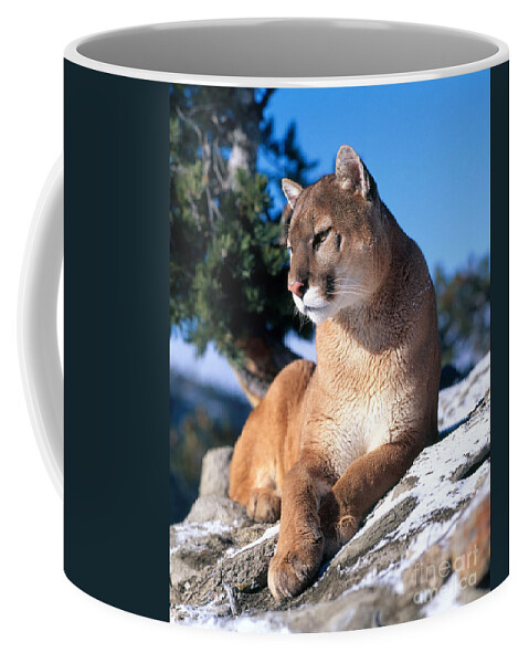Animal Coffee Mug featuring the photograph Mountain Lion #7 by Hans Reinhard