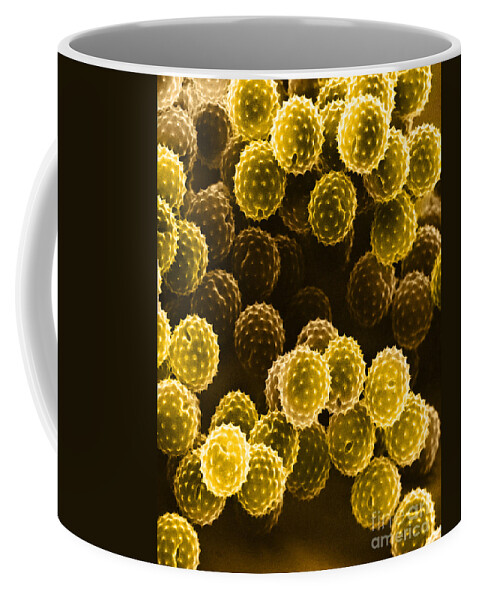Allergen Coffee Mug featuring the photograph Ragweed Pollen Sem by David M. Phillips / The Population Council