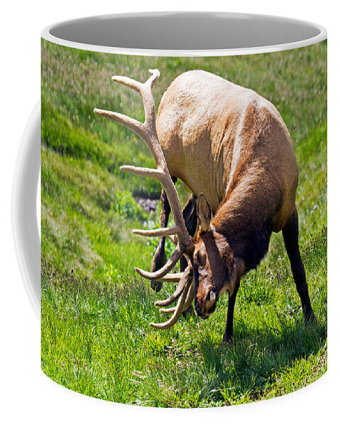 Bull Coffee Mug featuring the photograph Wapiti Elk in Rocky Mountain National Park #7 by Fred Stearns