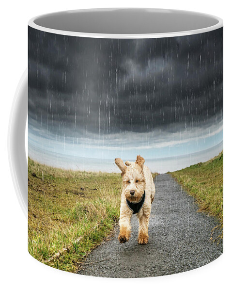 Running Coffee Mug featuring the photograph A Cockapoo Running Up A Path by John Short