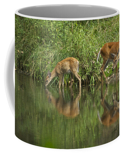 Deer Coffee Mug featuring the photograph A Cool Drink by Michael Peychich