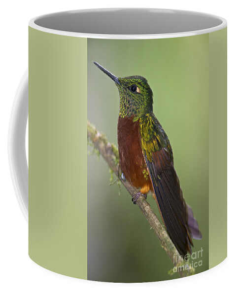Festblues Coffee Mug featuring the photograph A Coronet without a Coronet.. by Nina Stavlund