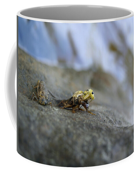 Adult Stone Flies Coffee Mug featuring the photograph A Couple Of Stoneflies 1 by Thomas Young