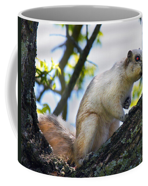 Fox Coffee Mug featuring the photograph A Fox Squirrel Pauses by Betsy Knapp