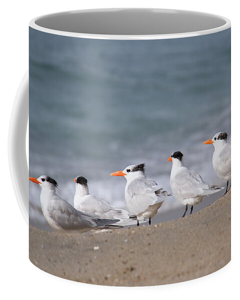 Royal Tern Coffee Mug featuring the photograph A Gathering of Royals by Suzanne Oesterling