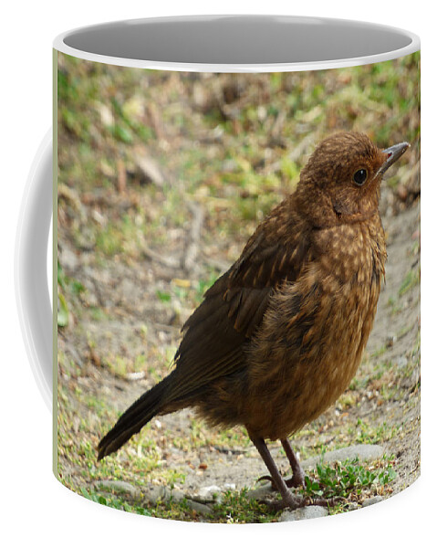 Juvenile Coffee Mug featuring the photograph A Juvenile Song Thrush by Steve Taylor