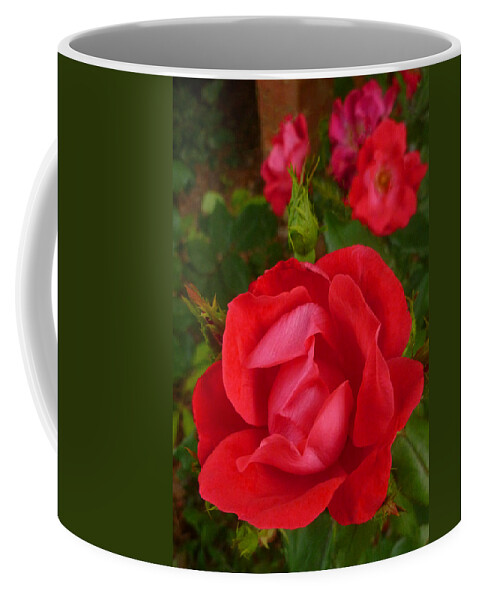 Rose Coffee Mug featuring the photograph A Knockout by Dave Bosse