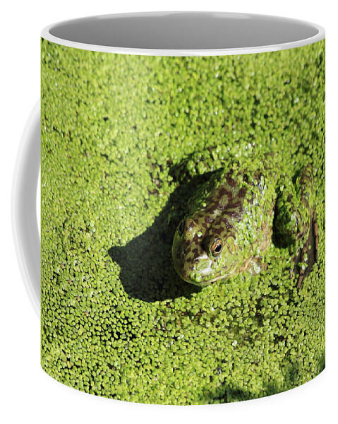 Bull Frog Coffee Mug featuring the photograph A Lot Of Green by Shane Bechler