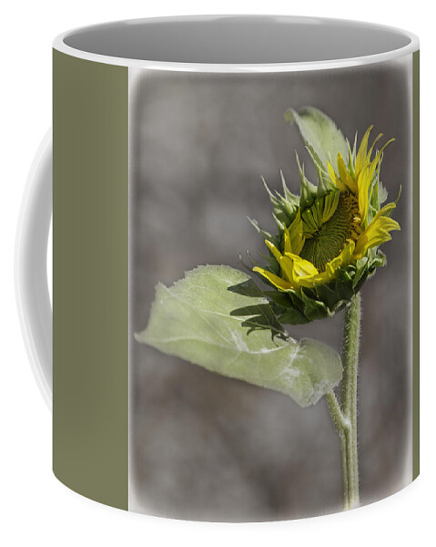Sunflower Coffee Mug featuring the photograph A New Beginning by Thomas Young