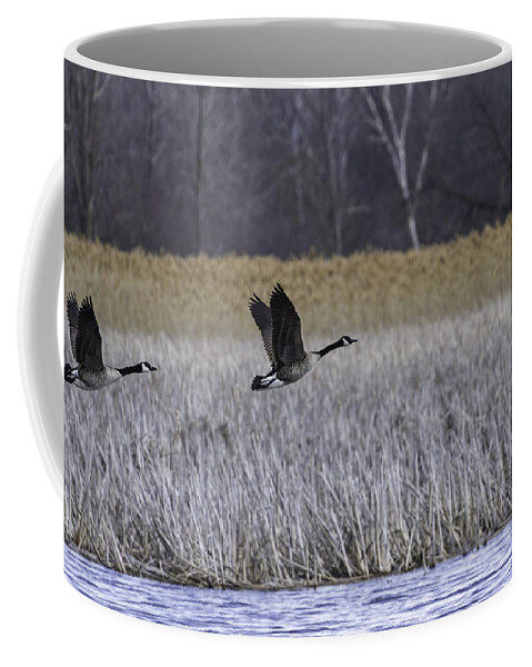 Pair Of Canada Geese Coffee Mug featuring the photograph A Pair of Geese Leaving the Marsh by Thomas Young