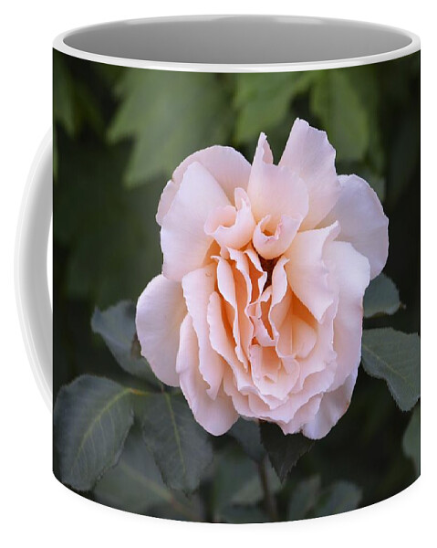  Pink Rose Coffee Mug featuring the photograph A Pink Rose by Alex King
