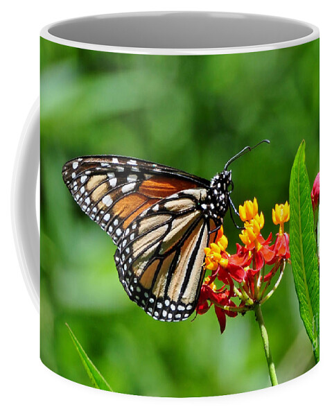 Butterfly Coffee Mug featuring the photograph A Place To Settle Down by Kathy Baccari