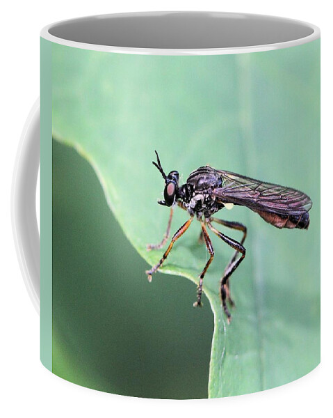 Dioctria Hyalipennis Coffee Mug featuring the photograph A Robber Fly with a Smile by Doris Potter