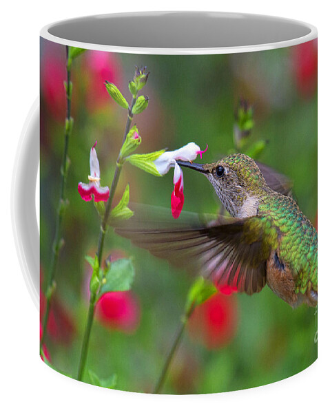Humming Bird Coffee Mug featuring the photograph A Tall Drink by Jim Garrison