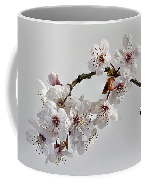 Nature Coffee Mug featuring the photograph A Touch of Spring by Shirley Mitchell