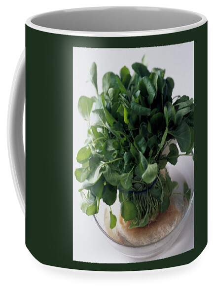 A Watercress Plant In A Bowl Of Water Coffee Mug