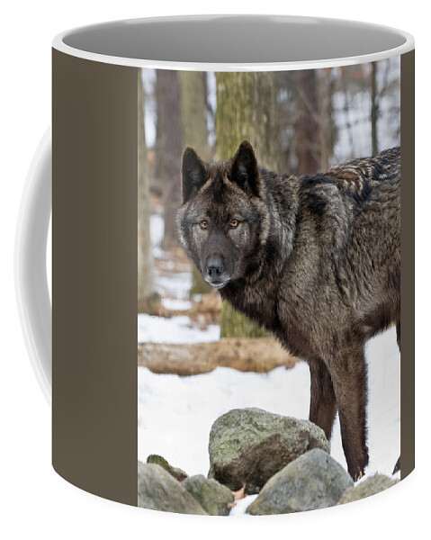 Wolf Coffee Mug featuring the photograph A Wolf's Intense Focus by Gary Slawsky