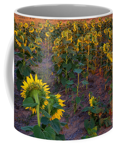 Flowers Coffee Mug featuring the photograph About Face by Jim Garrison