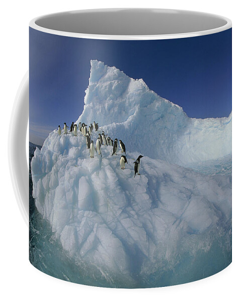 Feb0514 Coffee Mug featuring the photograph Adelie Penguins On Sculpted Iceberg by Colin Monteath