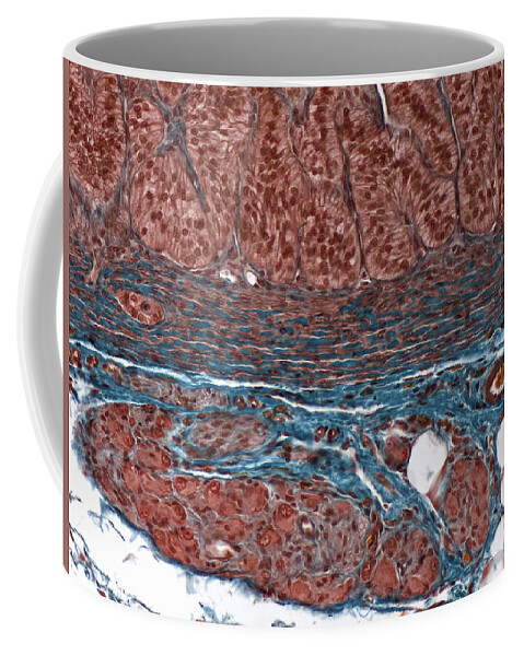 Endocrine Coffee Mug featuring the photograph Adrenal Gland, Periphery With Ganglion by Alvin Telser