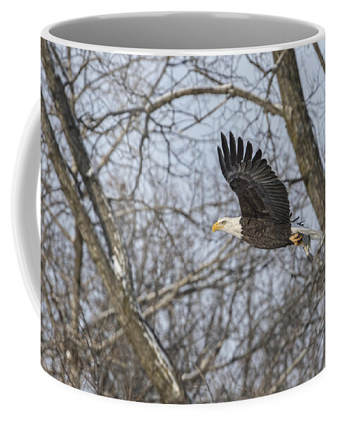 American Bald Eagle Coffee Mug featuring the photograph Adult American Bald Eagle by Thomas Young