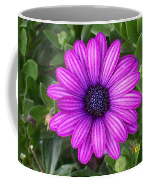 This Purple Beauty Is An African Daisy. It Seems To Glow. Coffee Mug featuring the photograph African Beauty by Belinda Lee