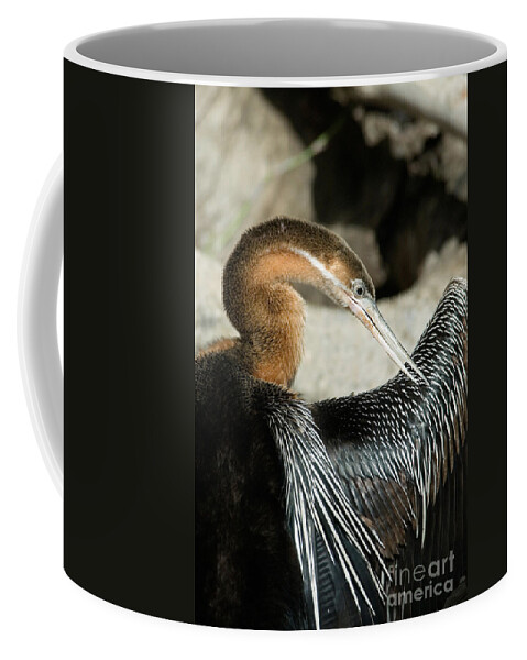 Animal Coffee Mug featuring the photograph African Darter Anhinga Rufa Preening by Mark Newman