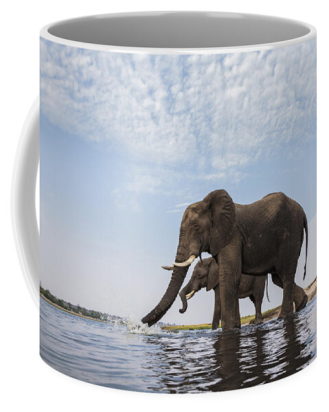 Vincent Grafhorst Coffee Mug featuring the photograph African Elephant Bulls Drinking Botswana by Vincent Grafhorst