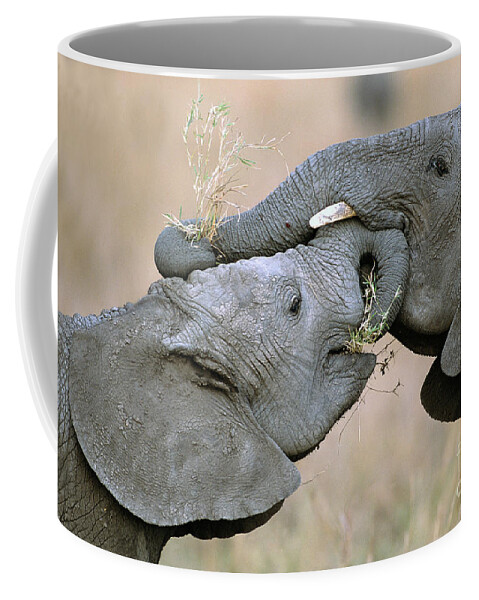 00344808 Coffee Mug featuring the photograph African Elephant Calves Playing by Yva Momatiuk and John Eastcott