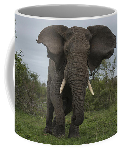 Sergey Gorshkov Coffee Mug featuring the photograph African Elephant Charging Sabi-sands by Sergey Gorshkov