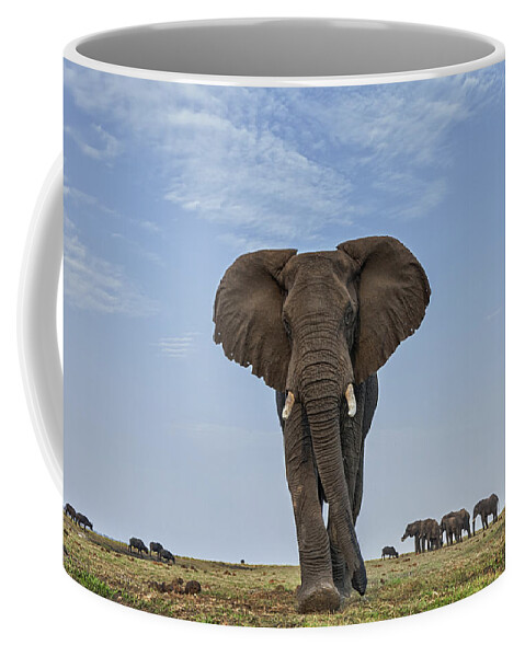 Vincent Grafhorst Coffee Mug featuring the photograph African Elephant Female On Defensive by Vincent Grafhorst