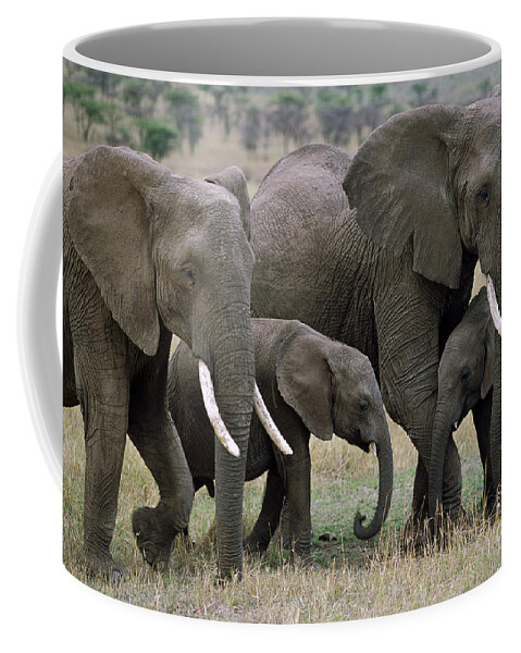00344769 Coffee Mug featuring the photograph African Elephant Females And Calves by Yva Momatiuk and John Eastcott