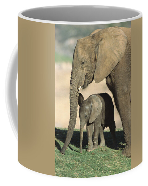 Feb0514 Coffee Mug featuring the photograph African Elephant Mother And Calf by San Diego Zoo