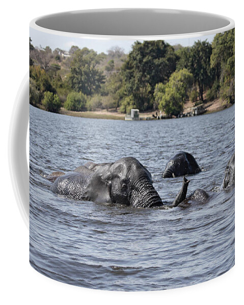 African Elephants Coffee Mug featuring the photograph African Elephants swimming in the Chobe River by Liz Leyden