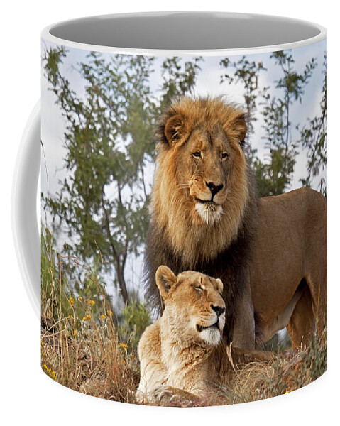 Nis Coffee Mug featuring the photograph African Lion And Lioness Botswana by Erik Joosten