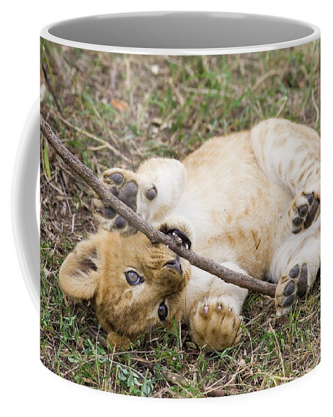 00761290 Coffee Mug featuring the photograph African Lion Cub Playing by Suzi Eszterhas