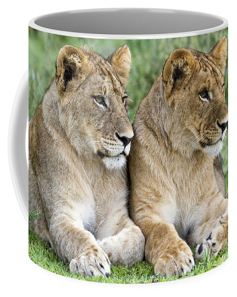 Nis Coffee Mug featuring the photograph African Lion Juveniles Serengeti Np by Erik Joosten