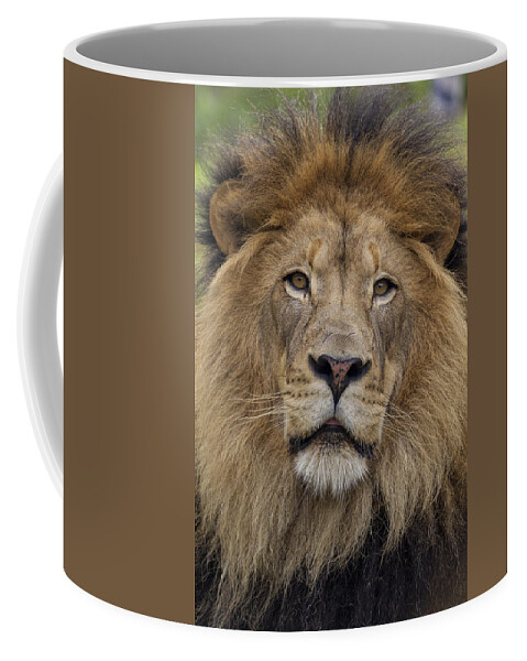 Feb0514 Coffee Mug featuring the photograph African Lion Male by San Diego Zoo