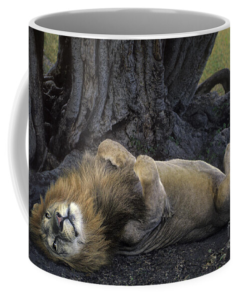 Dave Welling Coffee Mug featuring the photograph African Lion Panthera Leo Wild Kenya by Dave Welling