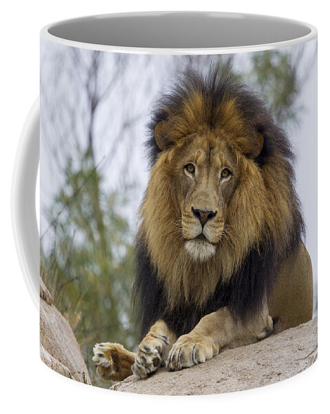 534529 Coffee Mug featuring the photograph African Lion by Zssd