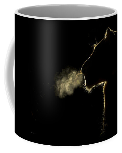 Nis Coffee Mug featuring the photograph African Lioness Breath Sabi Sands South by Brendon Cremer