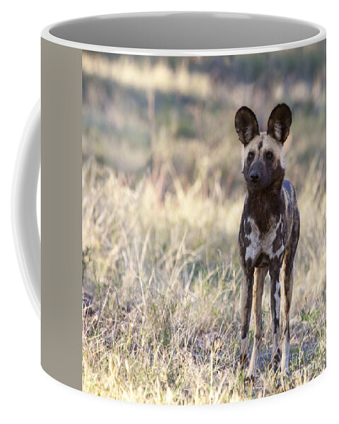 African Wild Dog Coffee Mug featuring the photograph African Wild Dog Lycaon pictus by Liz Leyden