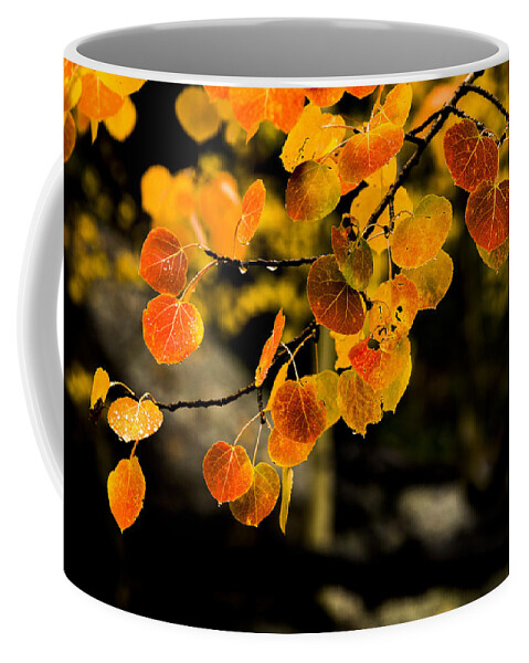Fall Coffee Mug featuring the photograph After Rain by Chad Dutson